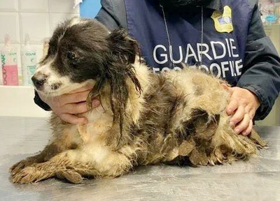 意大利宠物遗弃案例增加,故意遗弃可能被监禁并罚款