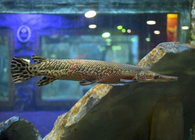 “异宠风”兴起？不是什么动物都能作为宠物