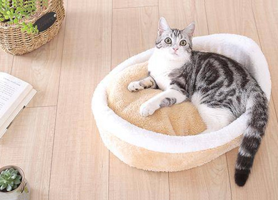 如何挑选一款合适的猫窝?