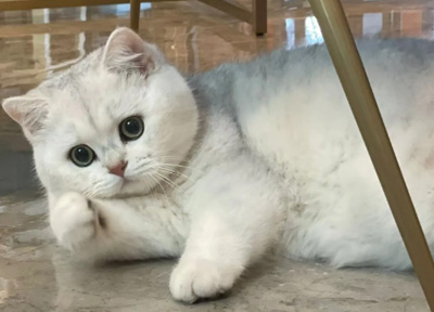 Petszel推出宠物收养整合平台