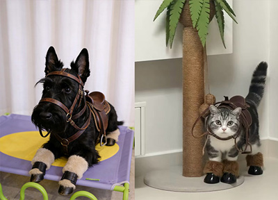 马年养&ldquo;小马&rdquo;！近30个宠物品牌在天猫上架马年限定新品