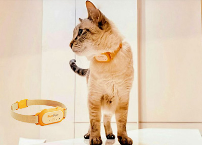 PurrPurr获阿尔法公社天使轮加注,首年GMV剑指5000万